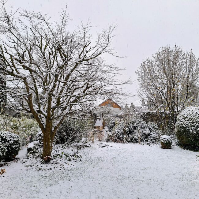 Bild Garten im Winter